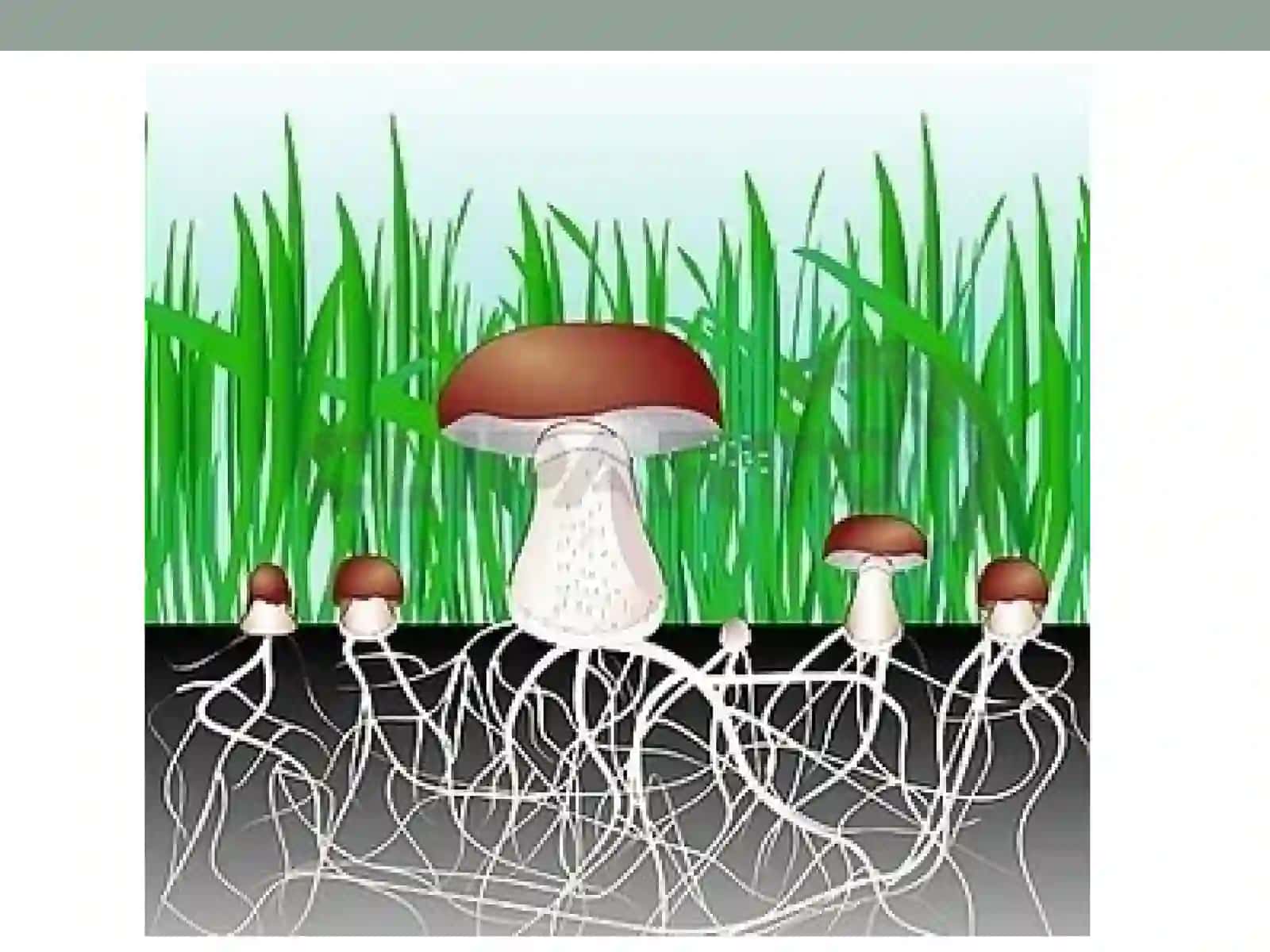 Царство грибы 3