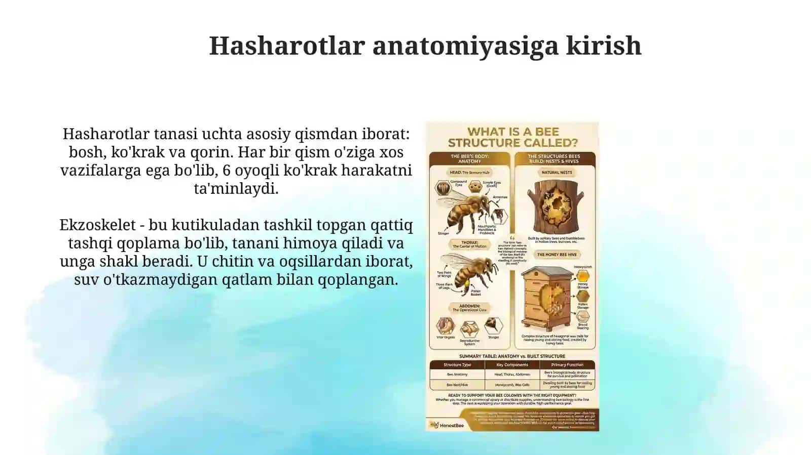 Hashoratlar anatomiyasi va ichki tuzilishi 3