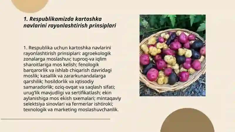 Rayonlashtirish kartoshka navlari 3