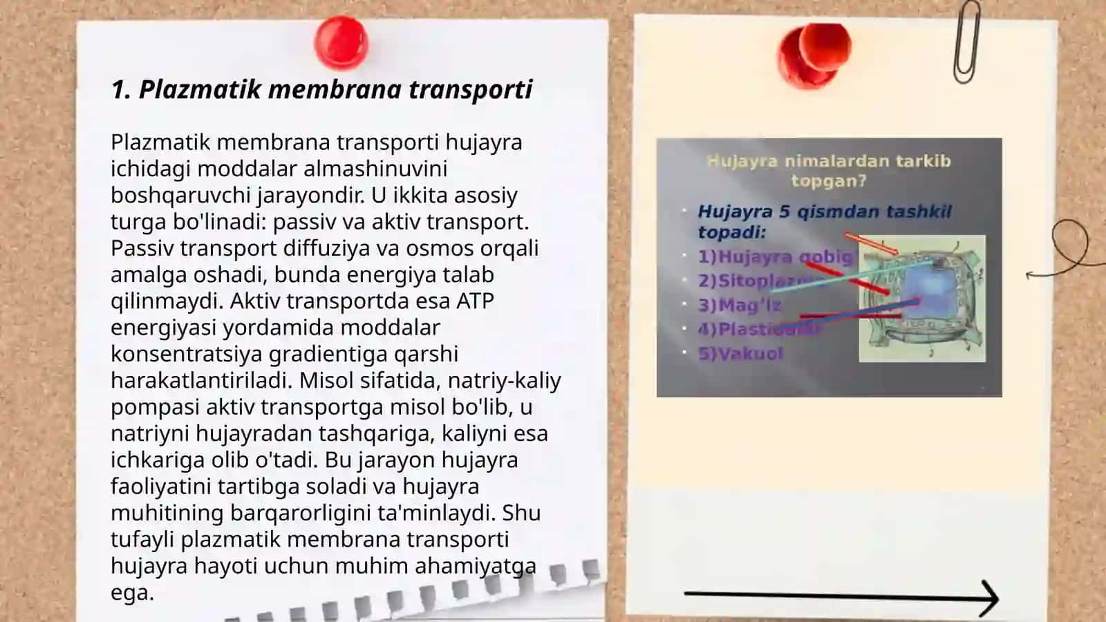 Plazmatik membrana transporti 3