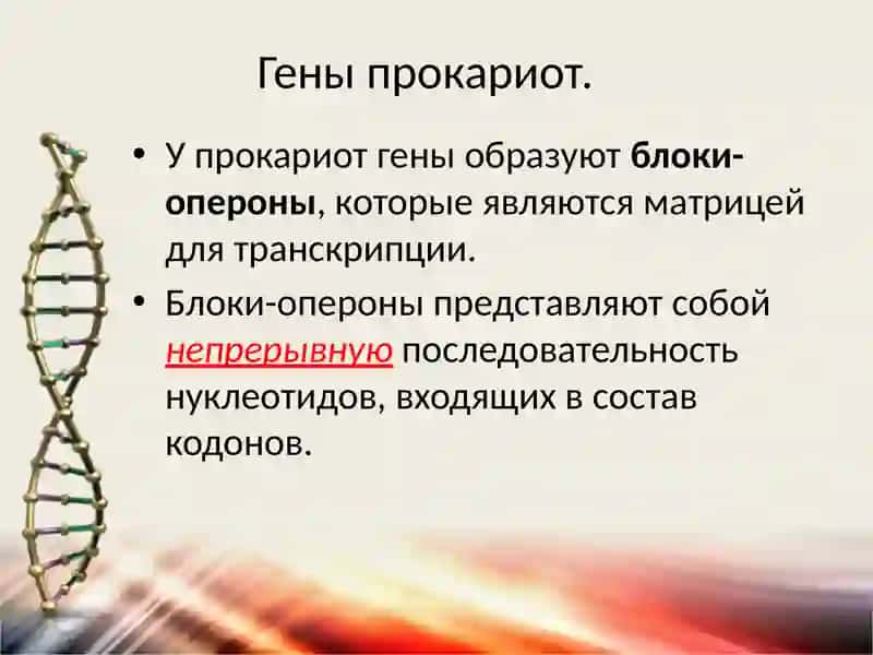 Гены, геномы и хромосомы 3