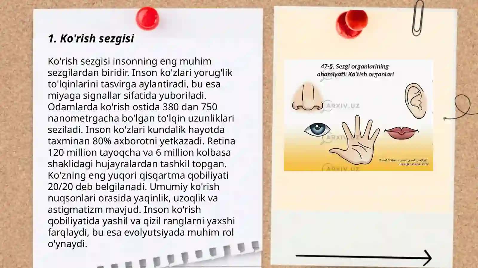 Inson sezgi organlari 3