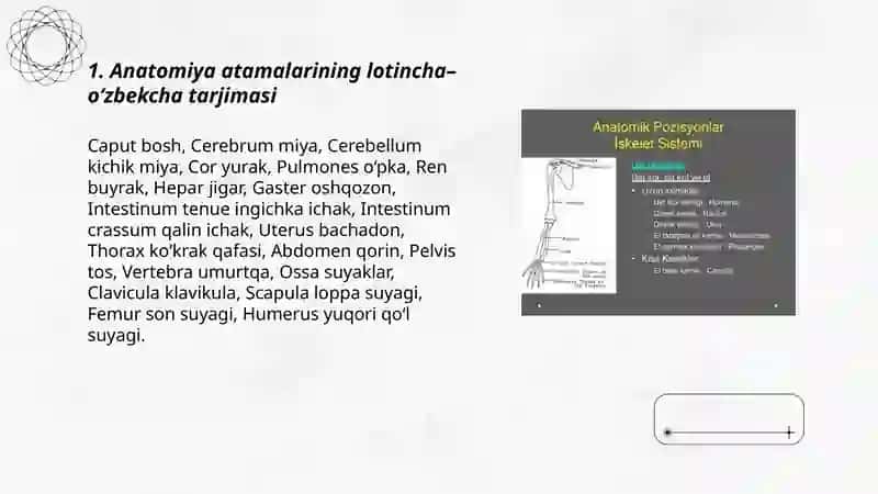 Anatomik iboralarning tarjimasi 3