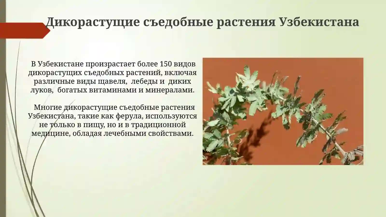 Полезные растения Узбекистана 3