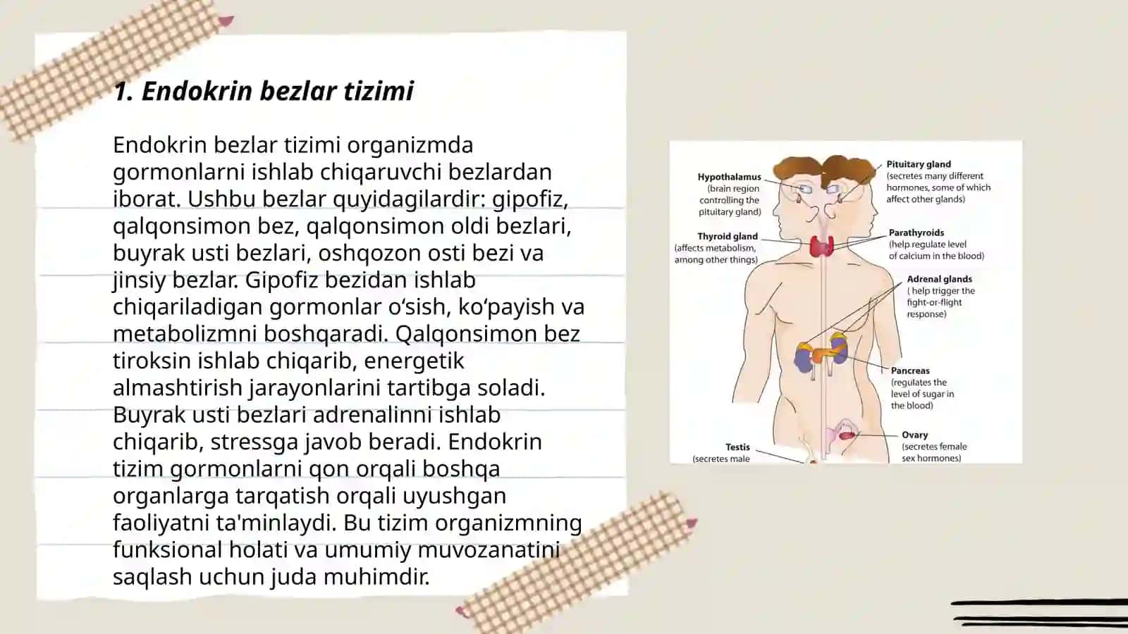 Endokrin bezlar tizimi 3