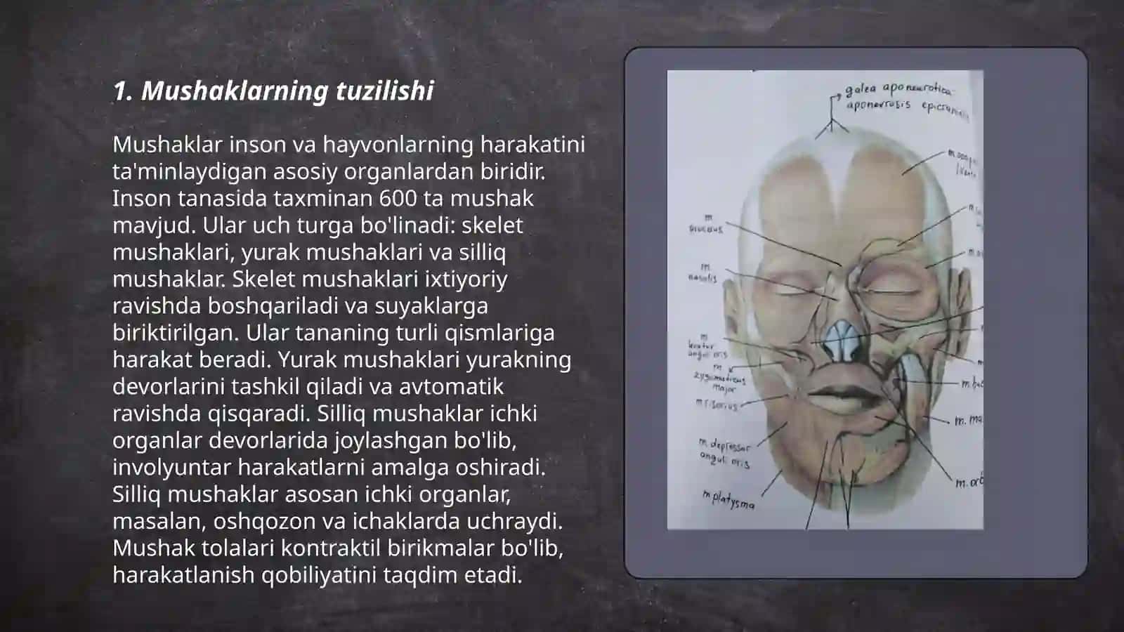 Mushaklarning ishi va biomexanikasi 3