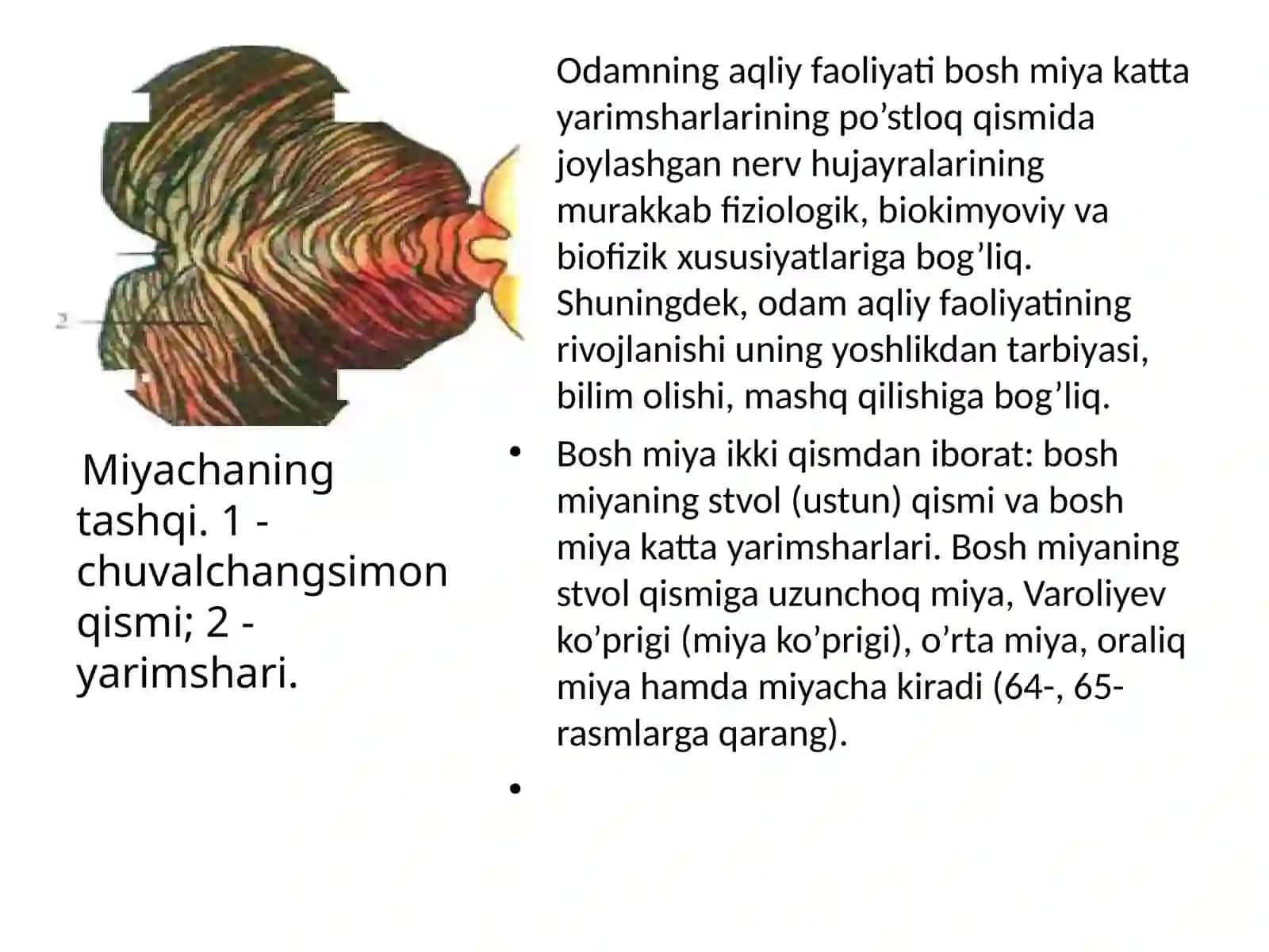 Bosh miya tuzilishi va funktsiyasi 3