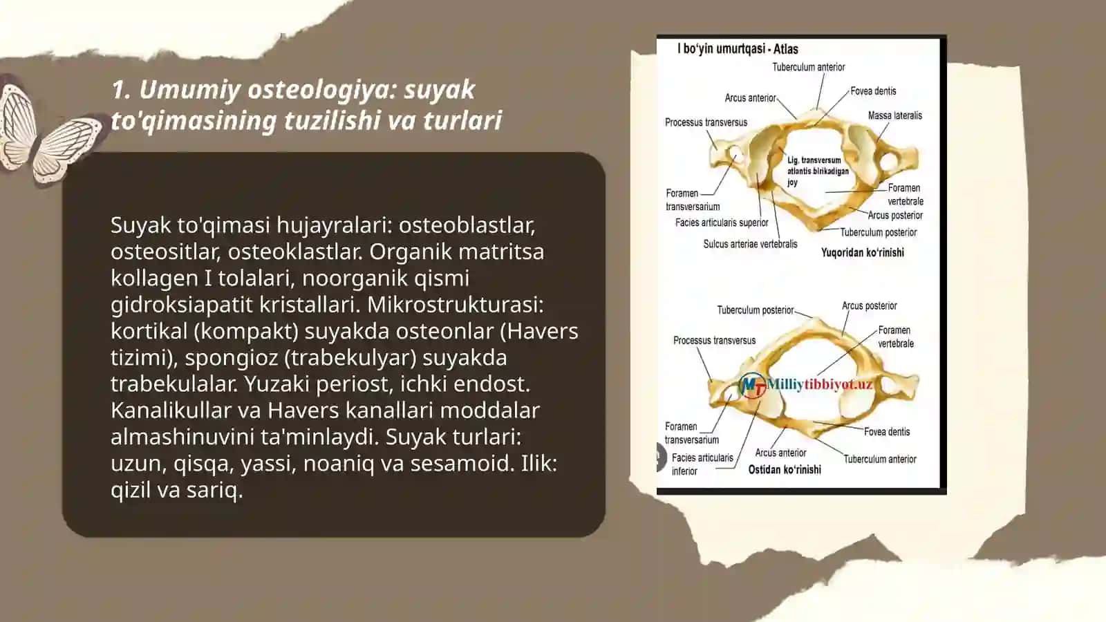 Umumiy osteologiya 3