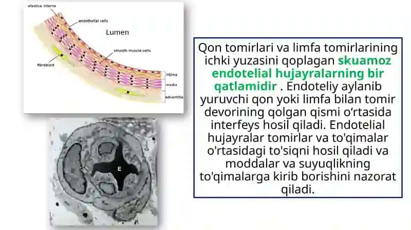 Qon  tomir endoteliyasining funksiyalari 3