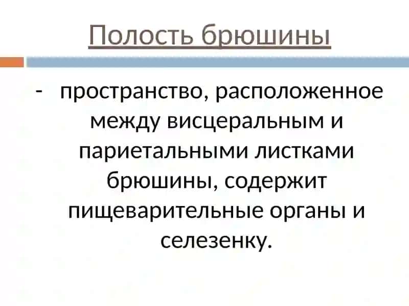 ТОПОГРАФИЧЕСКАЯ АНАТОМИЯ ЖИВОТА 3