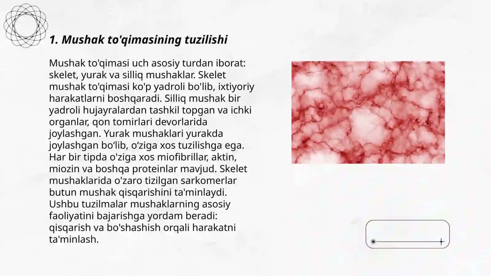 Mushak tòqimasi 3