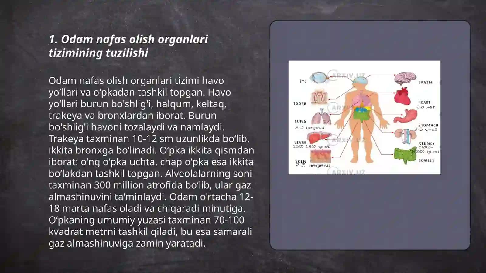 Organizmni nafas olish organlari sistemasining tuzilishi 3