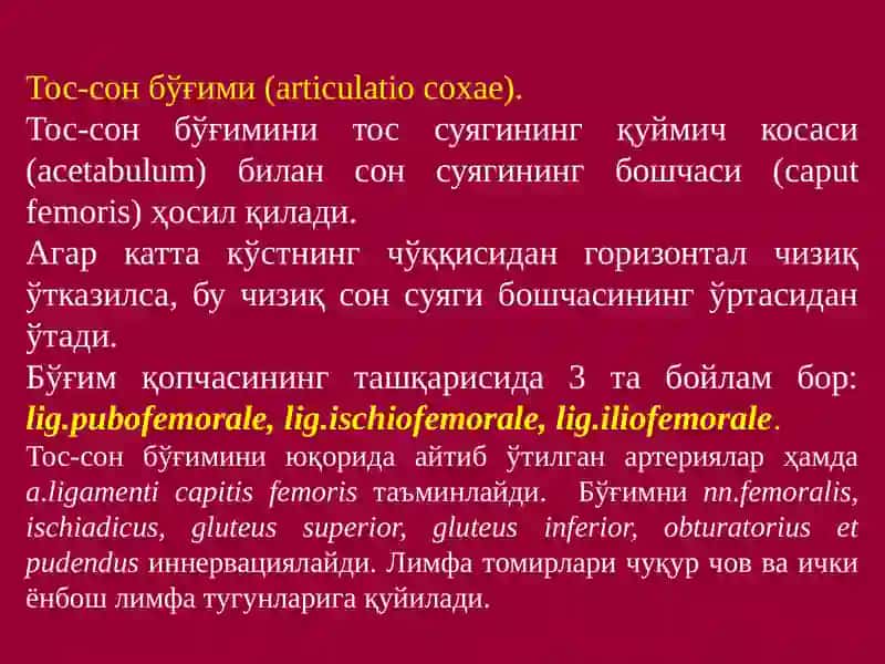 ОЁҚНИНГ ТОПОГРАФИК АНАТОМИЯСИ 3
