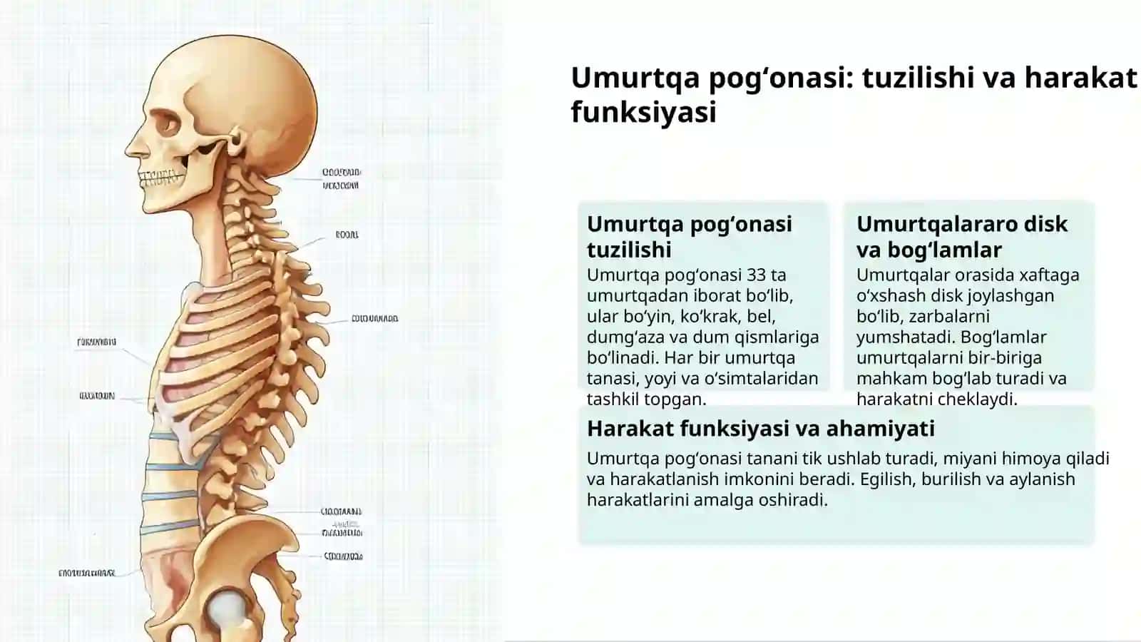 Odam suyaklari: tuzilishi va ahamiyati 3