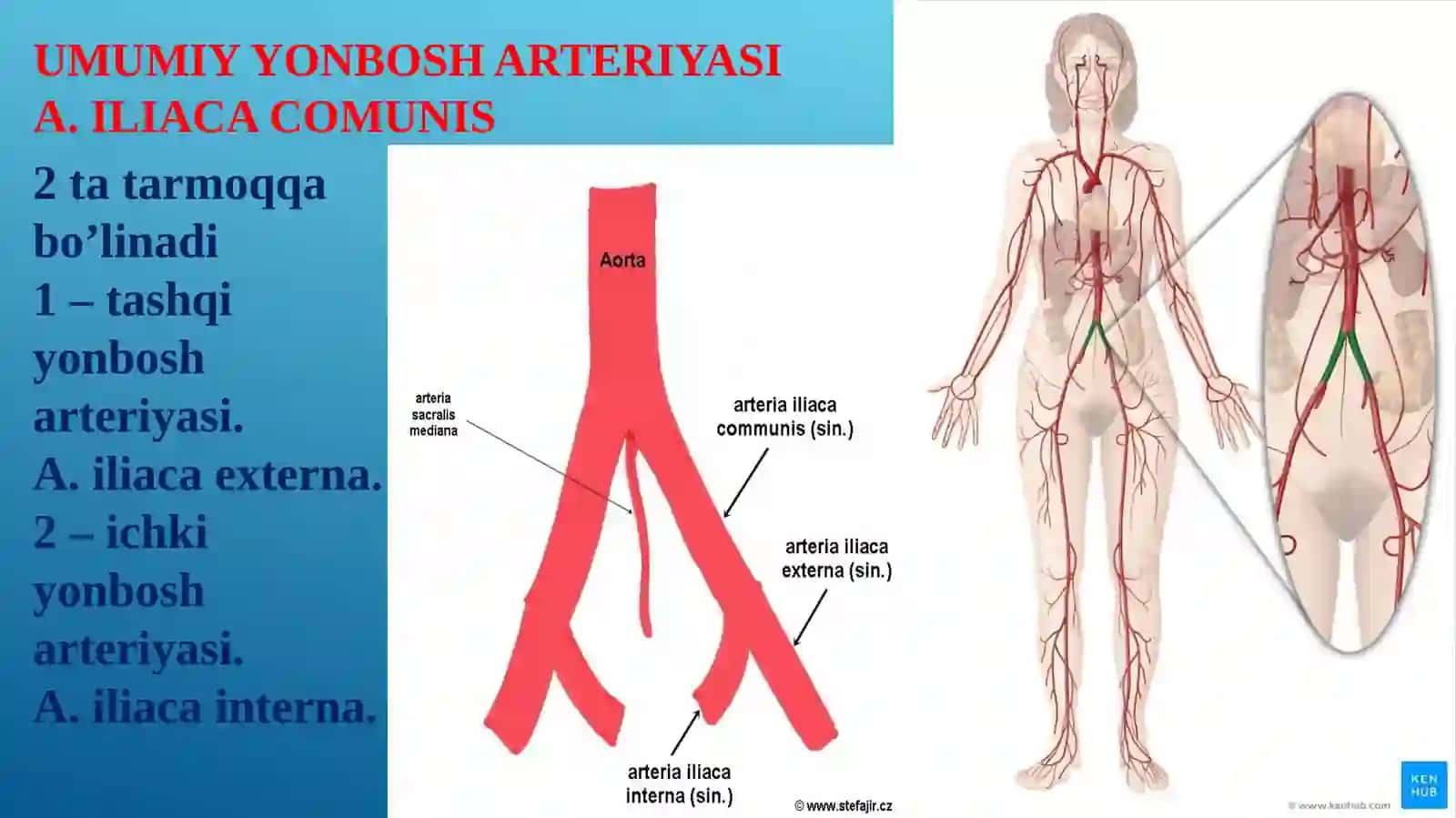 Odam anatomiyasi fani 3