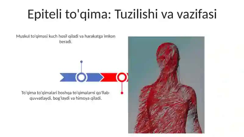 To'qimani o'rganish 3