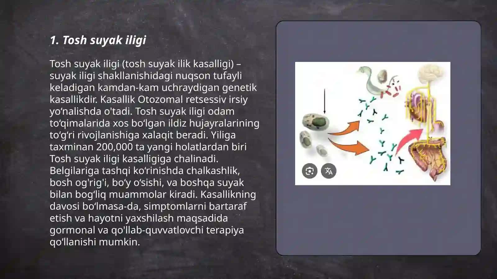 Immun tizimining markaziy organlari 3