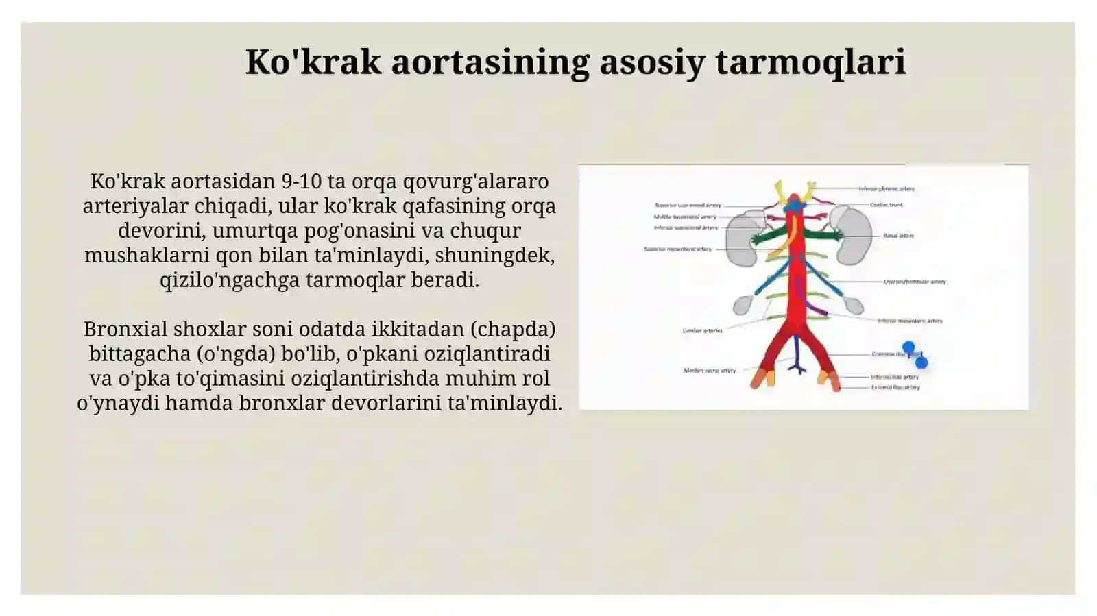 Ko’krak va qorin aortasi: asosiy tarmoqlari, ichki a’zolarni qon bilan ta’minlanishi 3