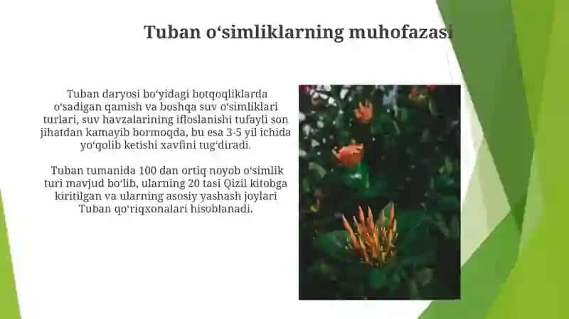 Tuban o'simliklar 3