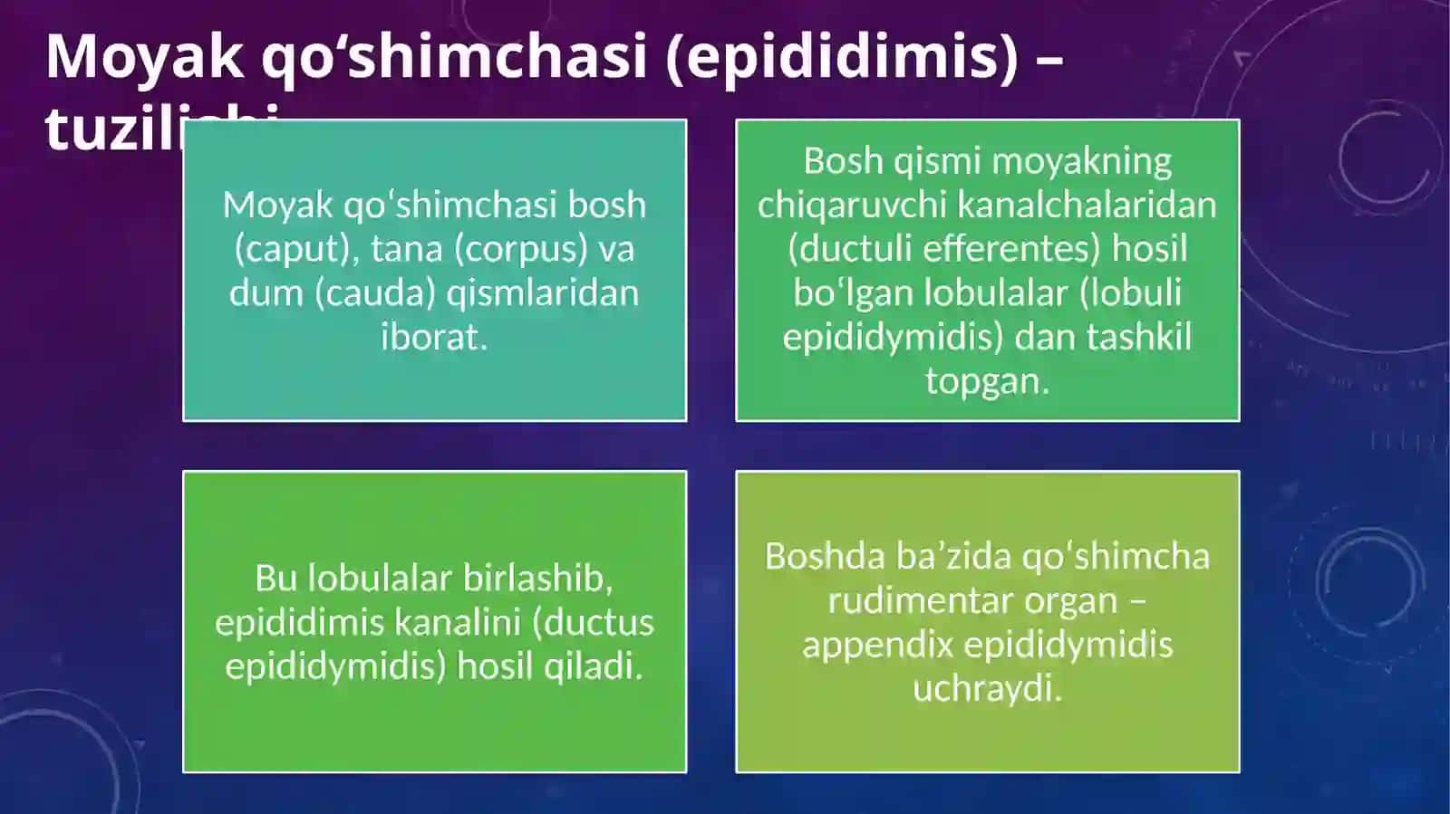 Erkaklar jinsiy sistemasi anatomiyasi 3