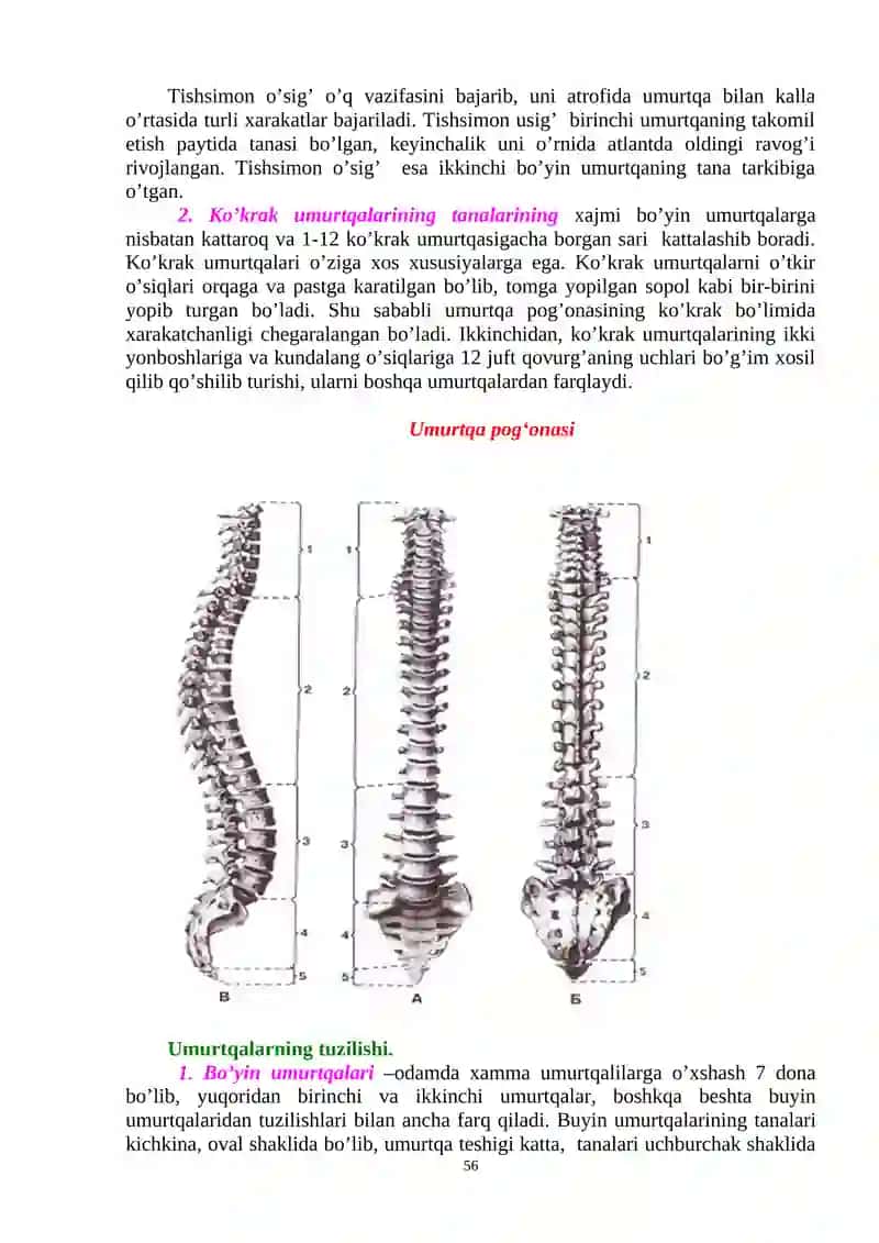 GAVDA SKELETI. KALLA SKELETI 3