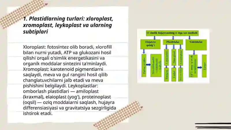 Plastidalarning oʻsimlik hayotidagi ahamiyati 3