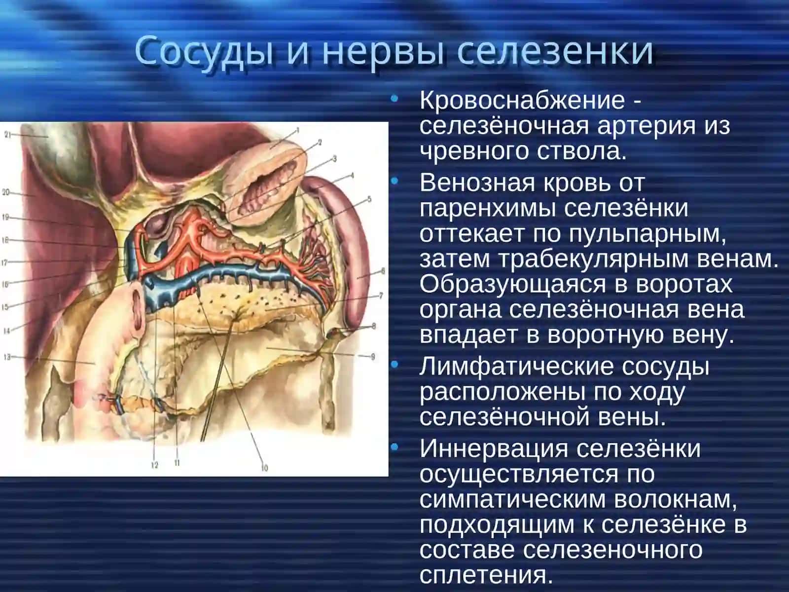 Хирургические заболевания селезенки 3