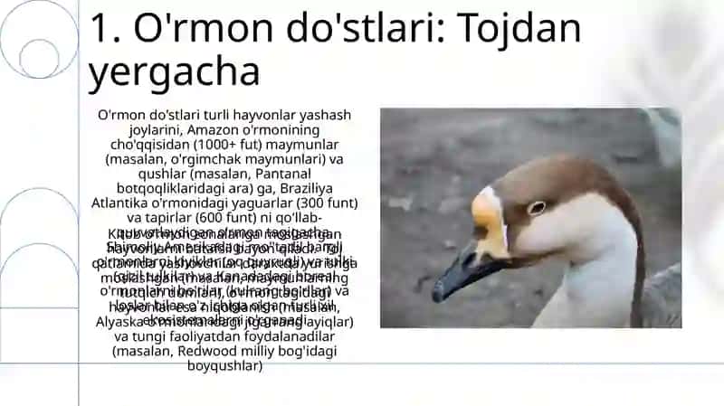 O'rmon do'stlari: Tojdan yergacha 3