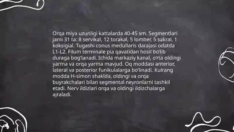 Orqa miya fizalogyasi 3