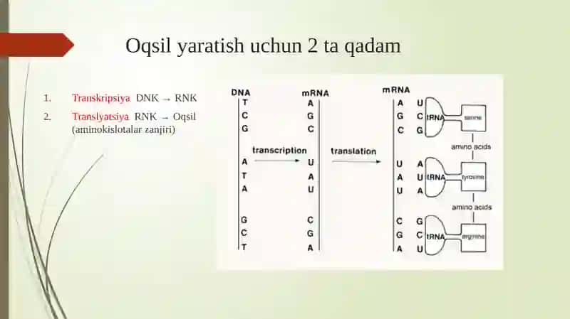 Oqsilbiosintezivauning boshqarilishi 3