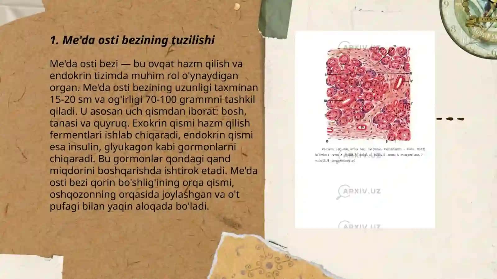Me'da osti bezi garmonlari 3