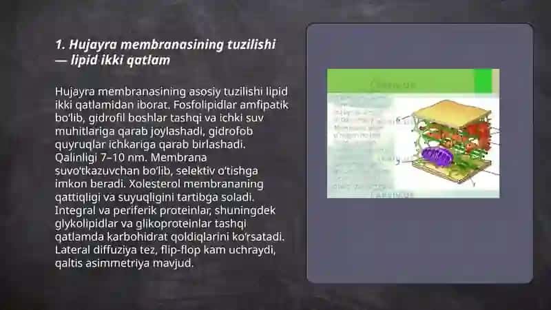 Hujayra membranasi 3