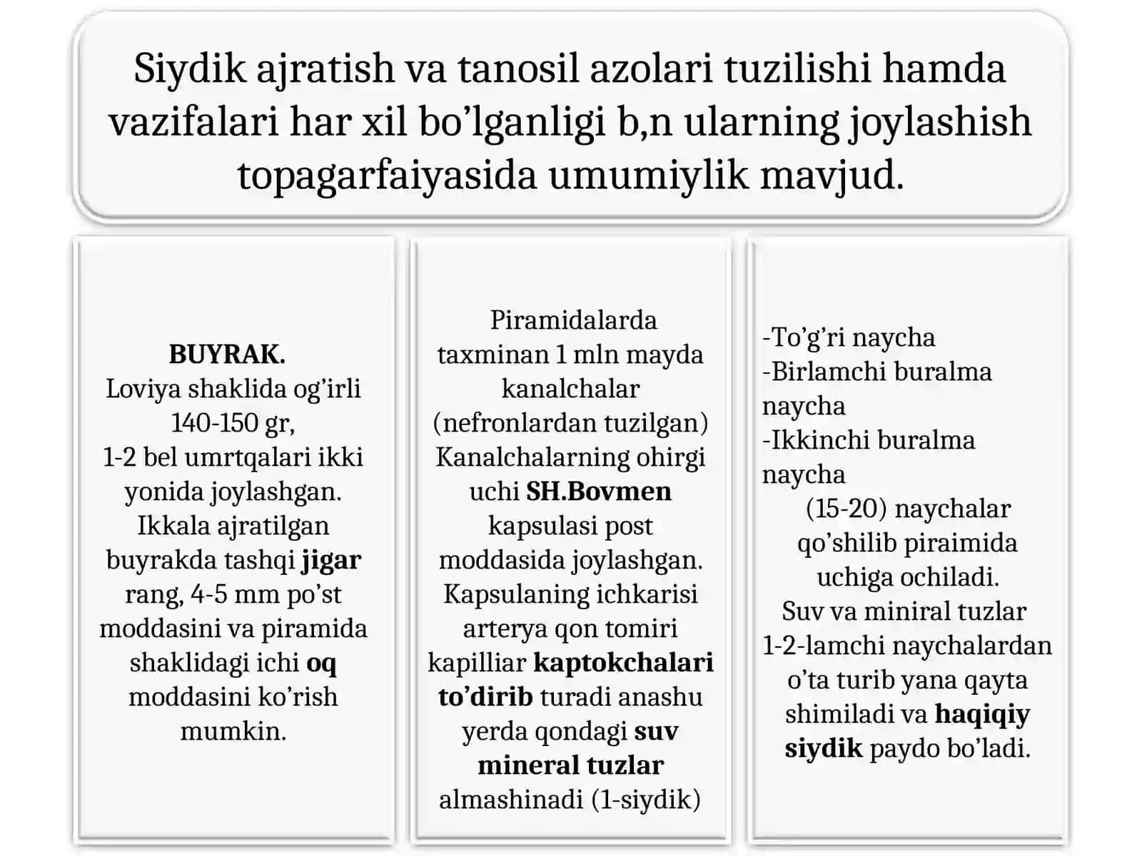 Siydik azolari tuzilishi 3