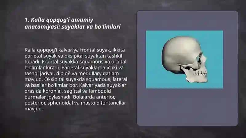 Kalla qopqogʻi, kallaning ichki va tashqi asosi 3