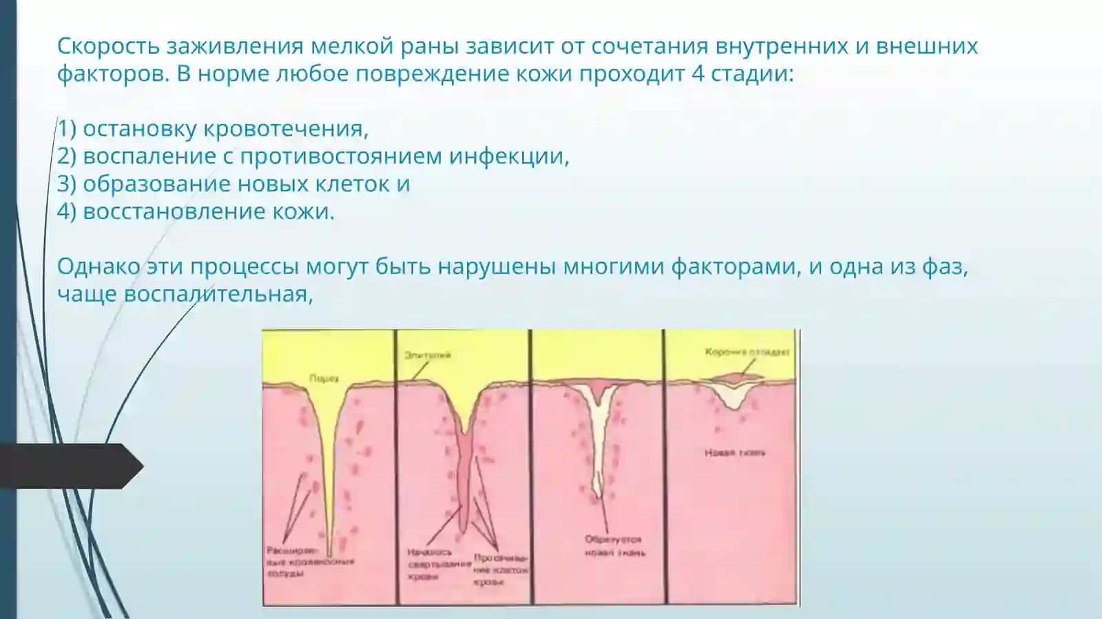 Скорость заживления мелкой раны 3