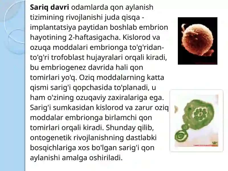 Xomilaning qon aylanishi 3