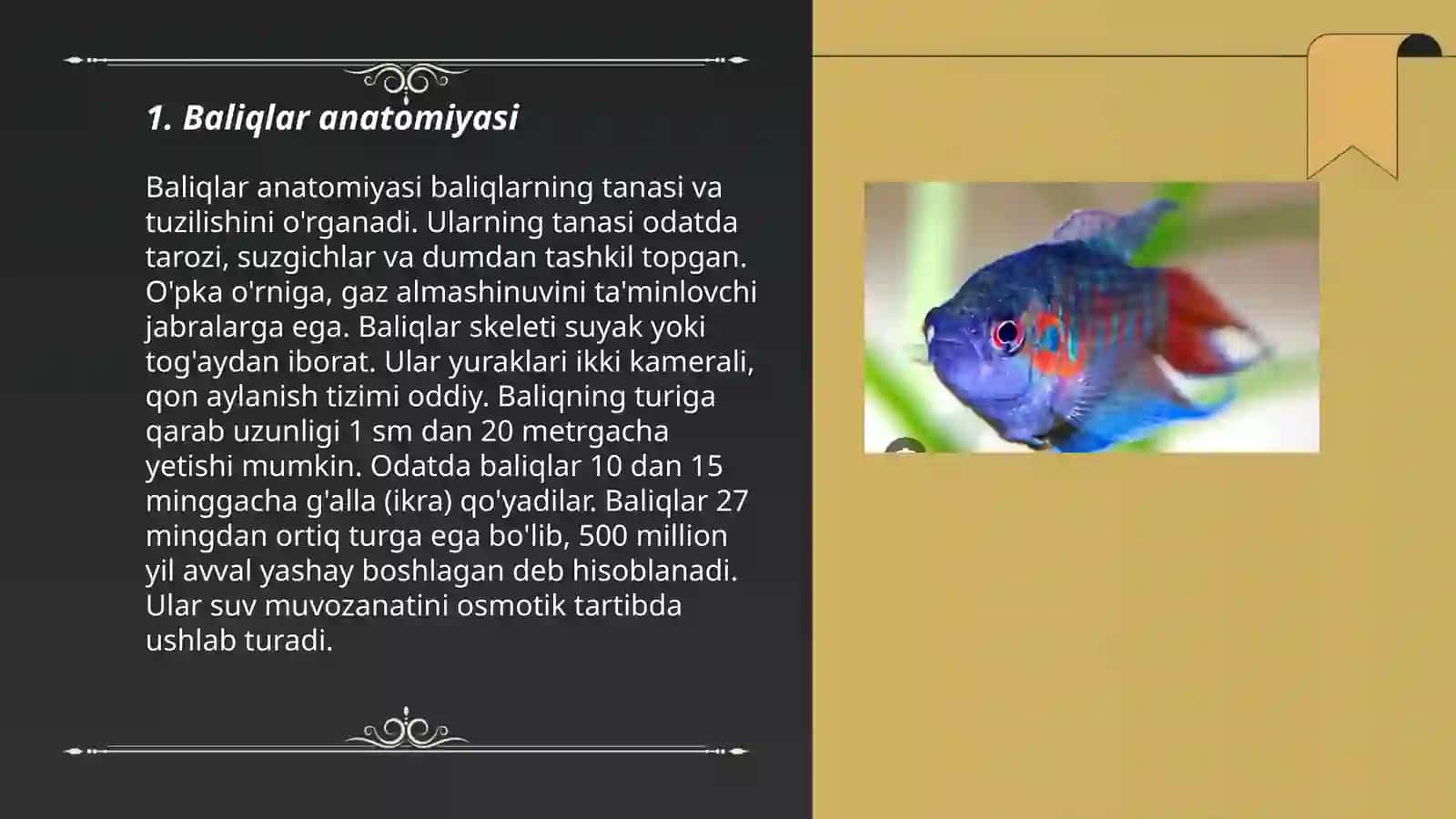 Baliqlar anatomiyasi 3