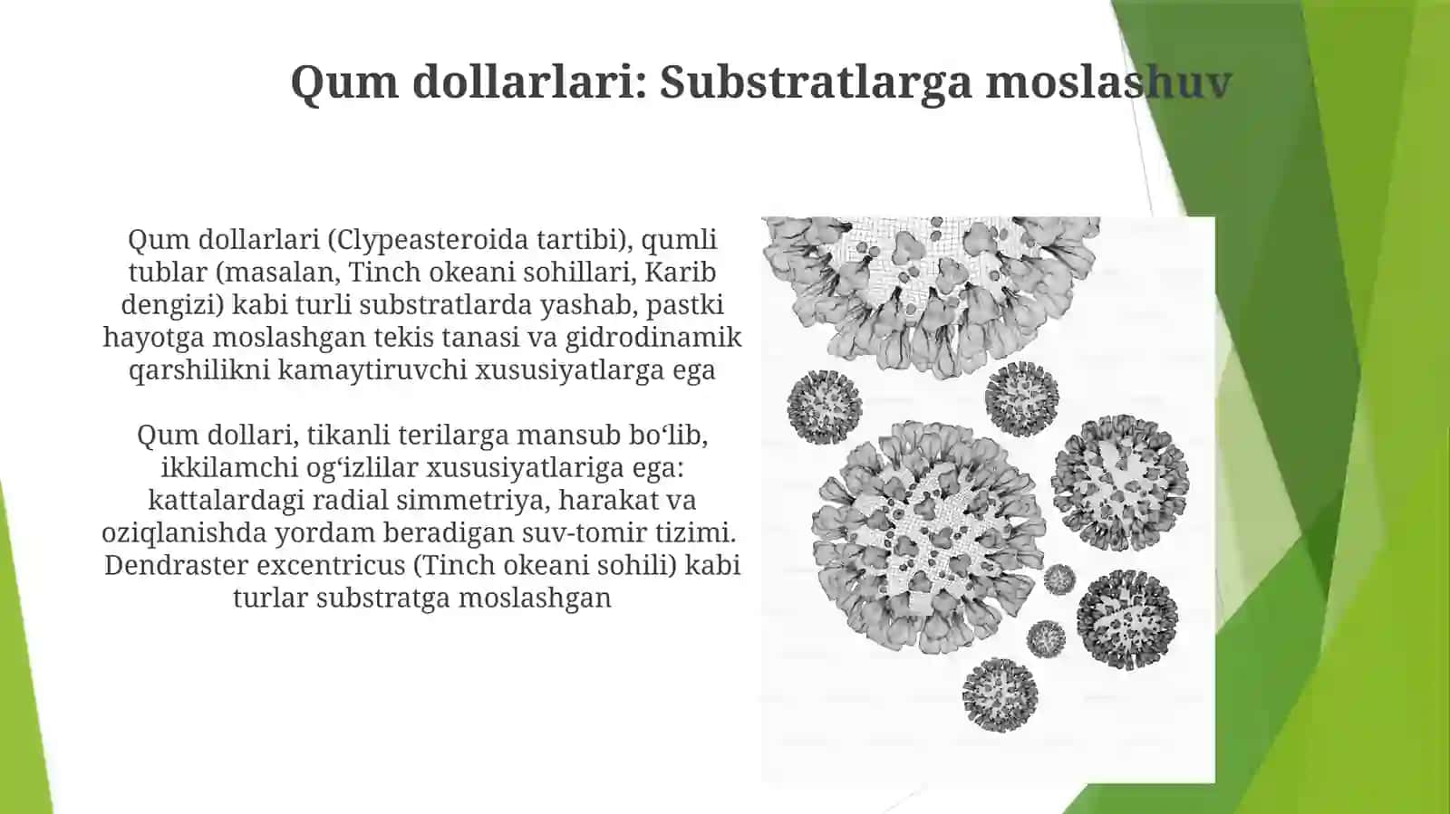 Qum dollarlari (Clypeasteroida tartibi) 3