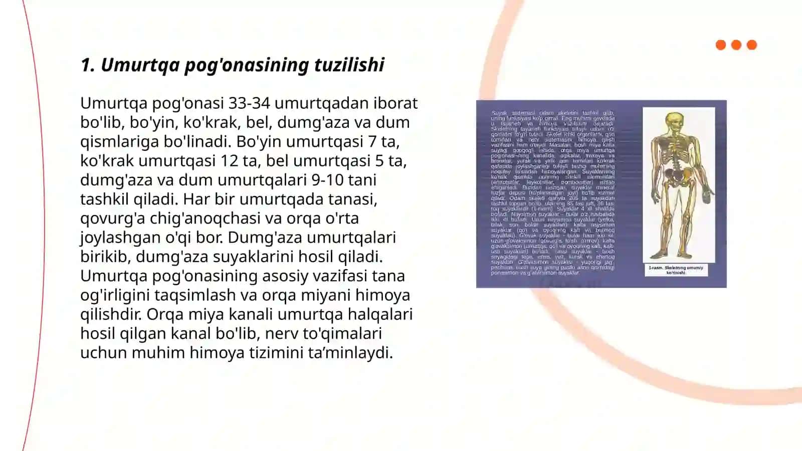 Umurtqa pog'onasining tuzilishi 3