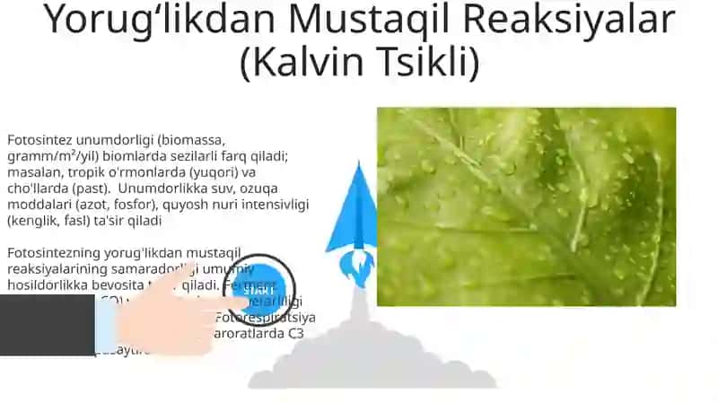 Fotosintez va hosildorlik 3