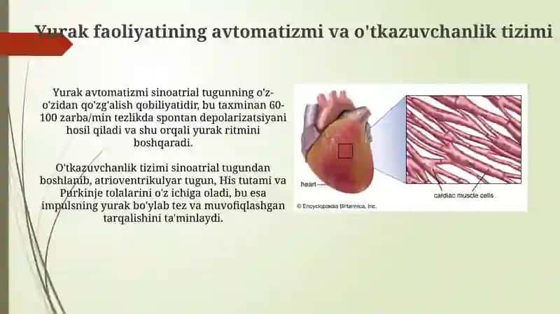 Yurak faoliyatiniboshqarilishi 3