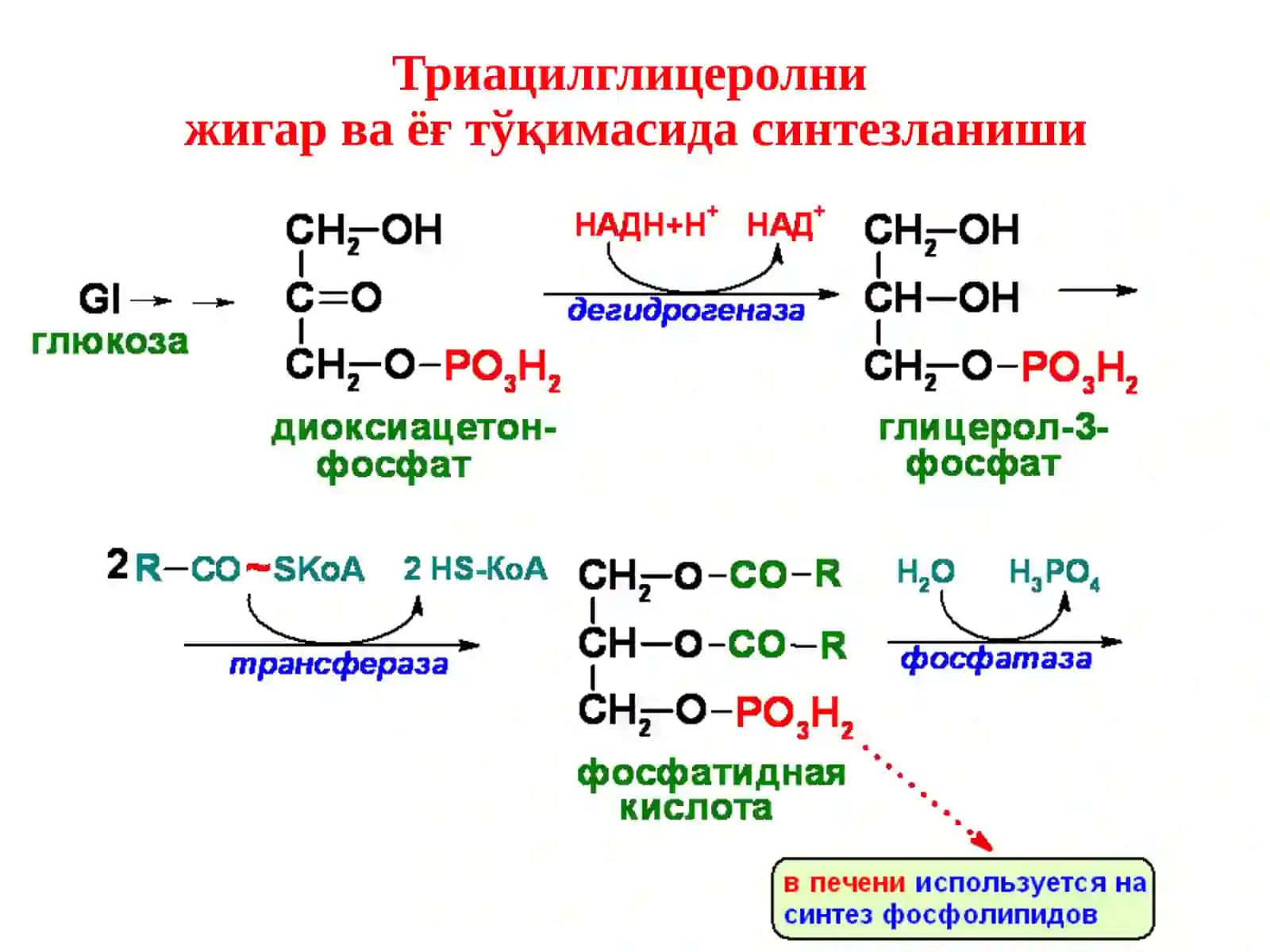 Ёғларнинг оралиқ алмашинуви 3