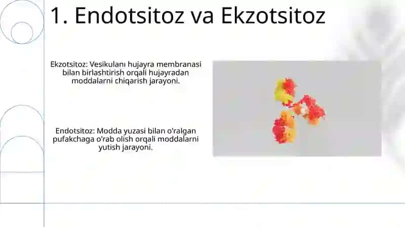 Hujayra membranalarini tuziliwi 3