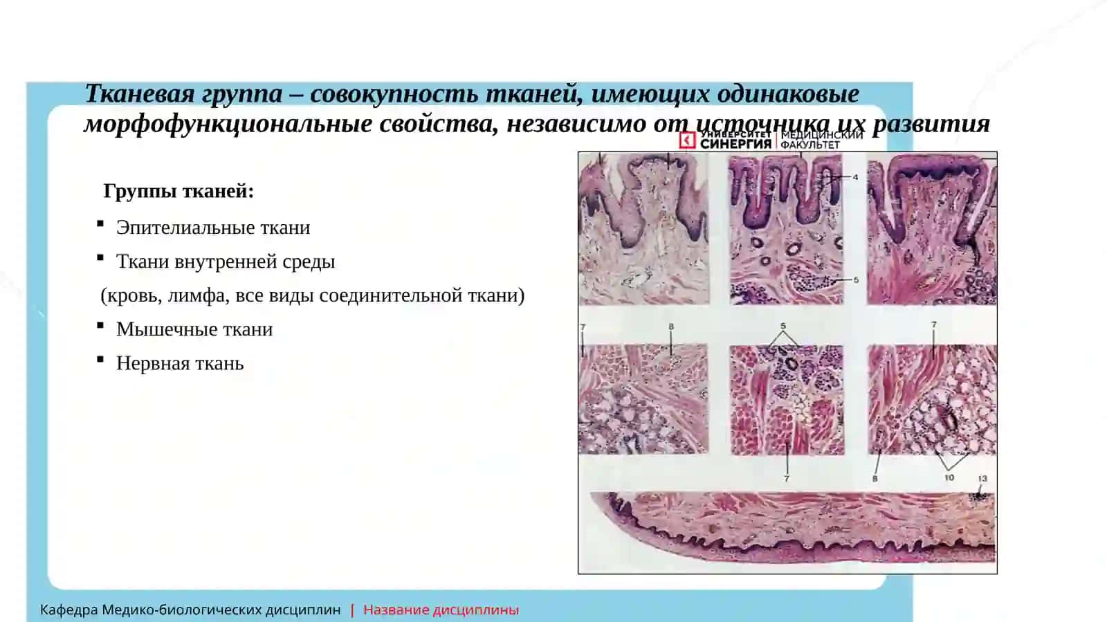 Гистология: Эпителиальные ткани 3