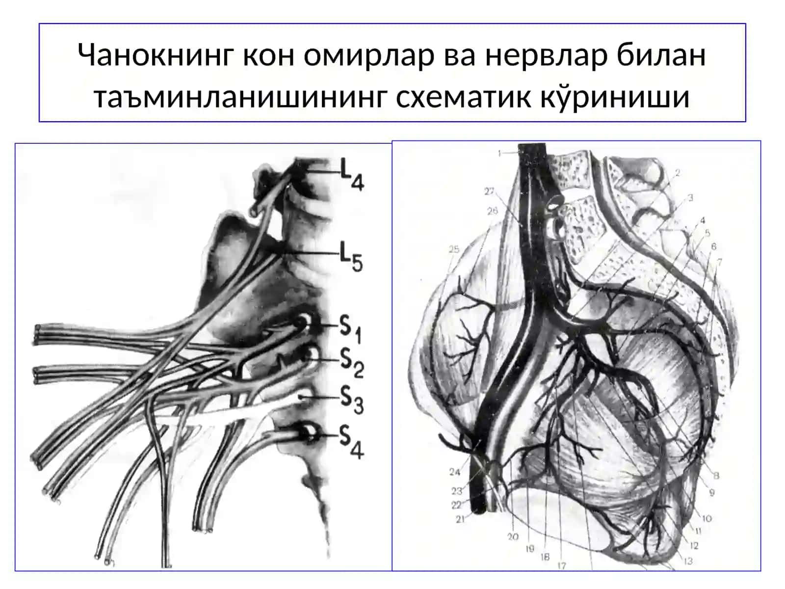 Чанок суяклари шикастланишлари 3