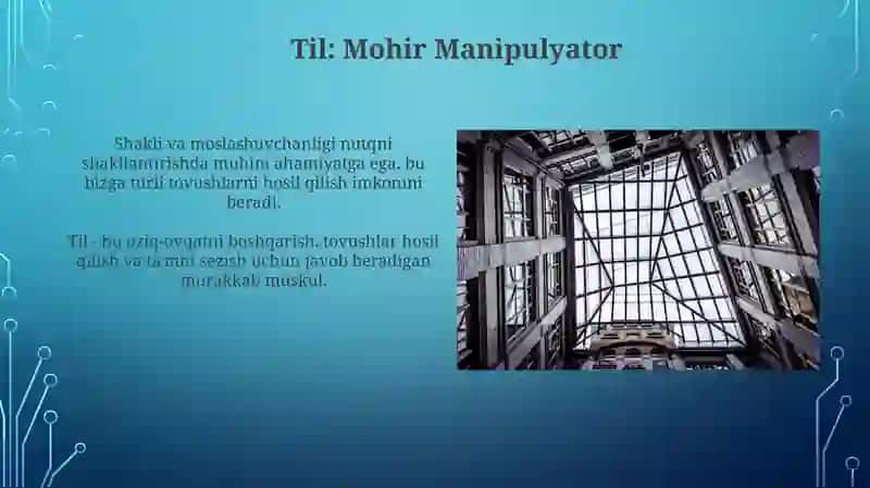 Nutqning anatomik fiziologik tuzilishi 3