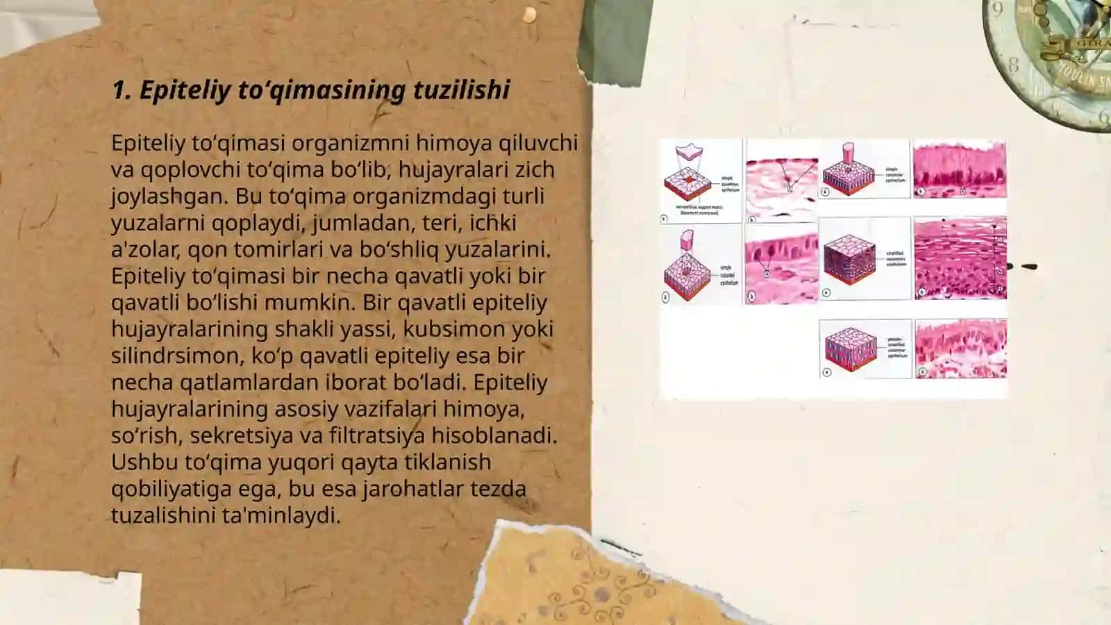 Epiteliy toʻqimasi 3