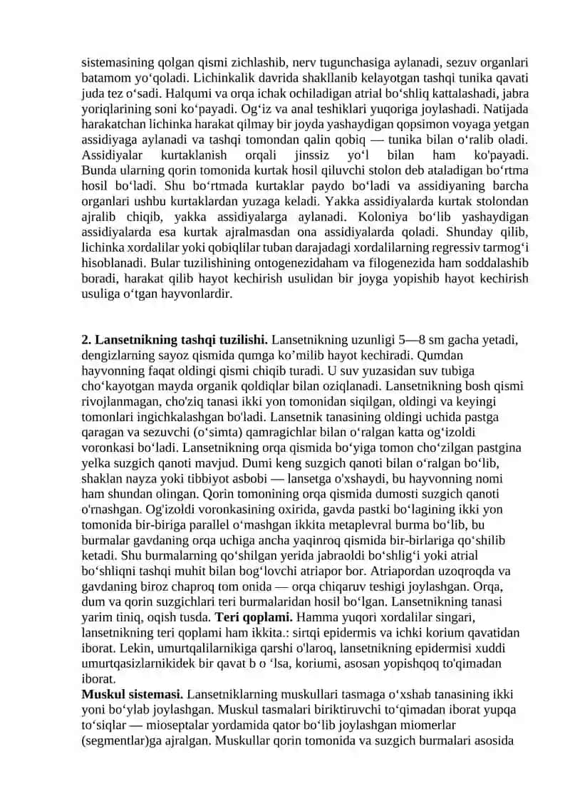 Assidiya va lansetnikning tuzilishi 3