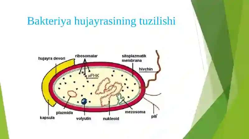 Bakteriya hujayrasining tuzilishi 3