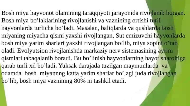 Bosh miya tuzilishi. Katta yarimsharlar tuzilishi. 3